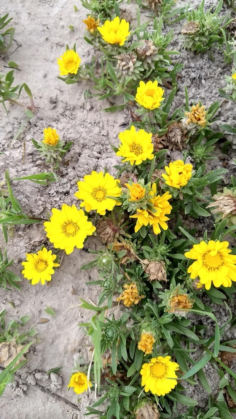 Grindelia ragonesei photo 8