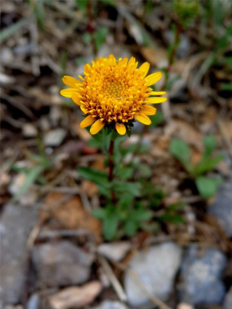 Grindelia robinsonii