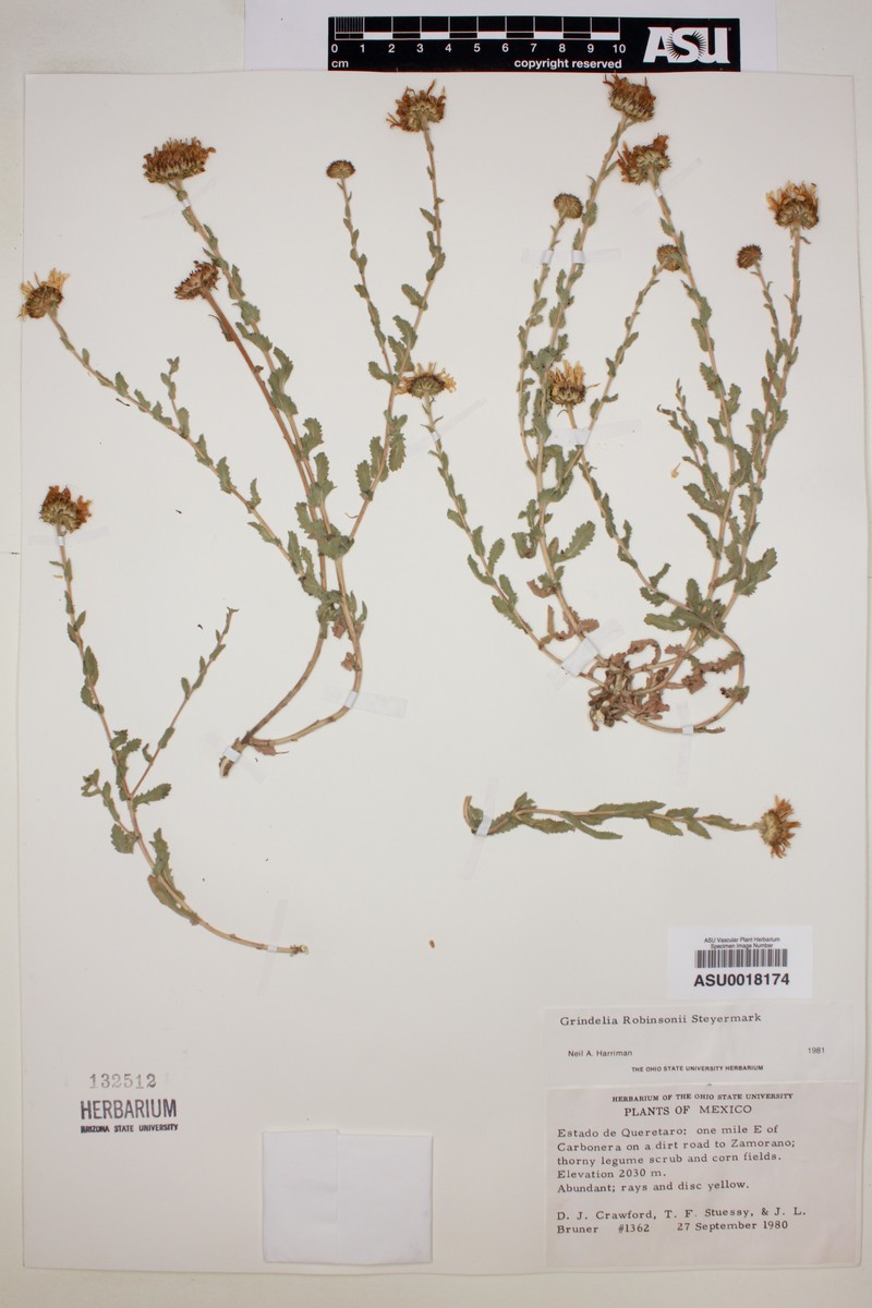 Grindelia robinsonii photo 2