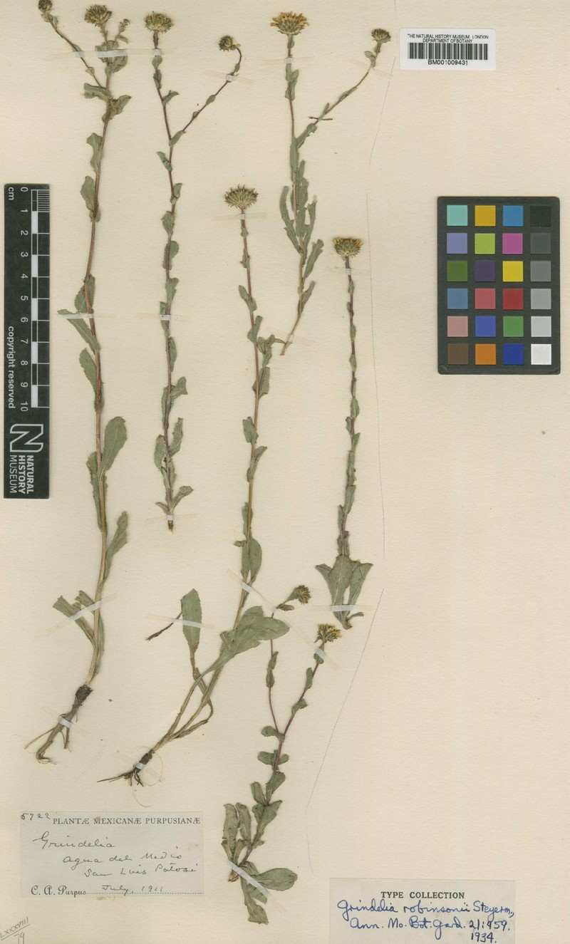 Grindelia robinsonii photo 3