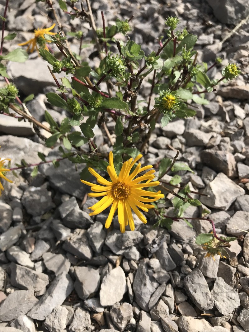 Rough Gumweed