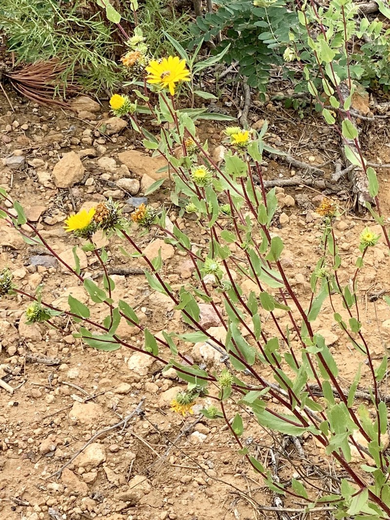 Rough Gumweed