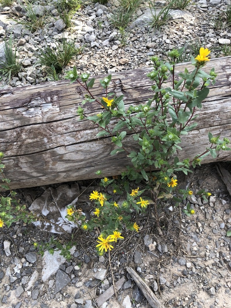 Rough Gumweed photo 2