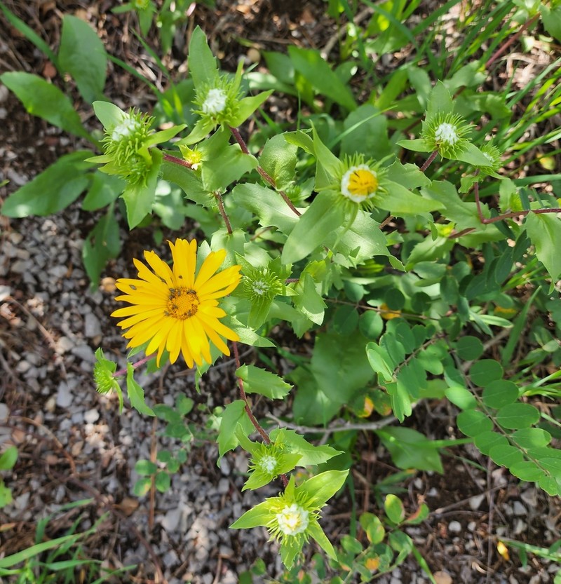 Rough Gumweed photo 3