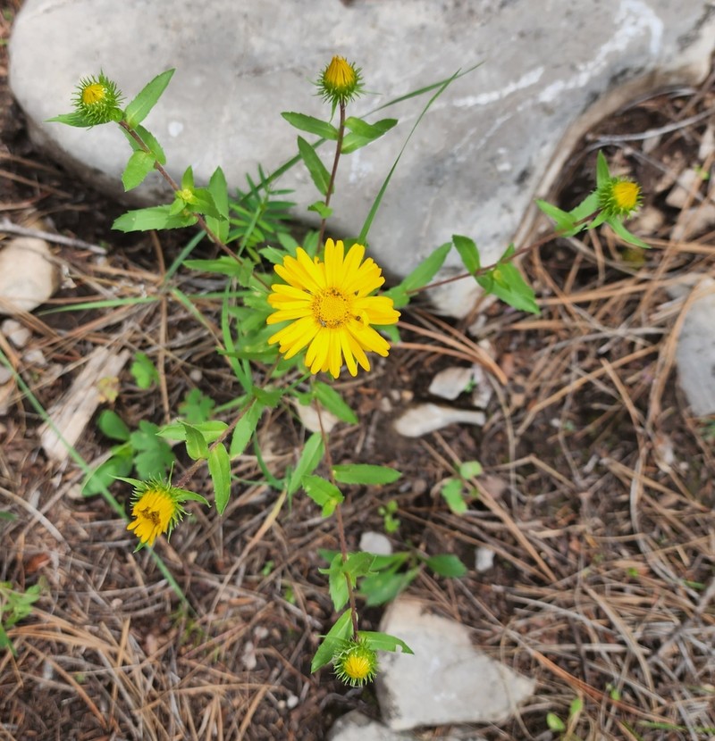 Rough Gumweed photo 4