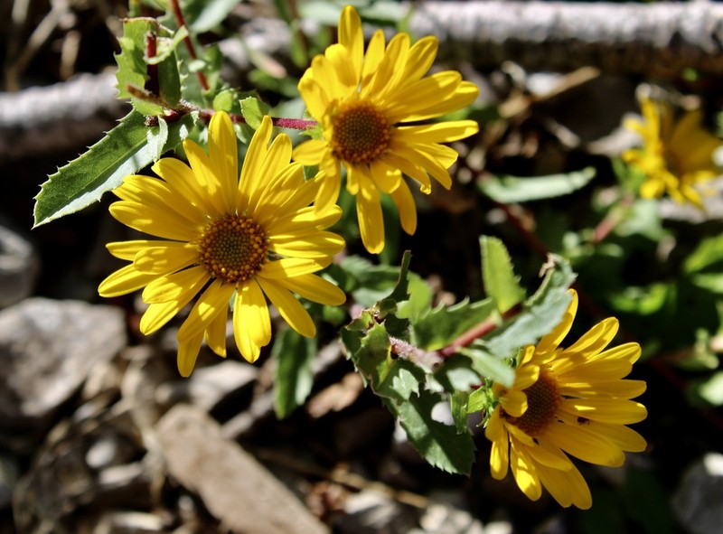 Rough Gumweed photo 5