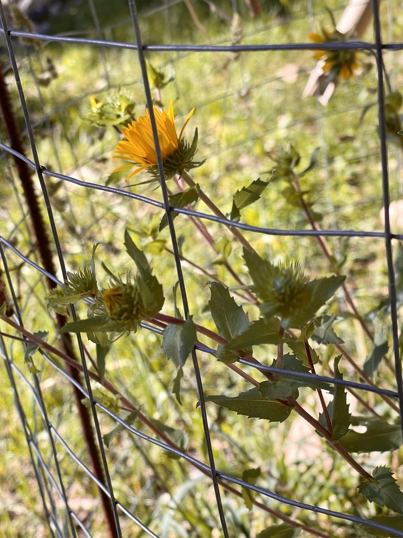 Rough Gumweed photo 6