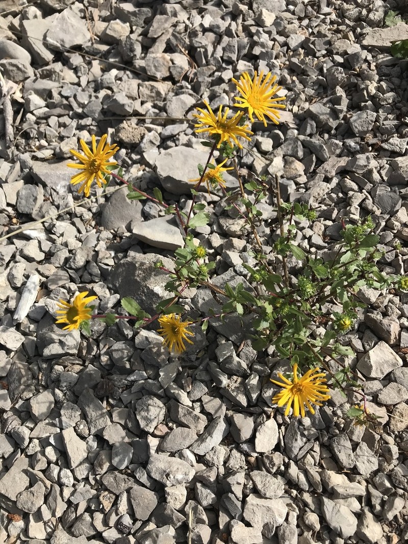 Rough Gumweed photo 7