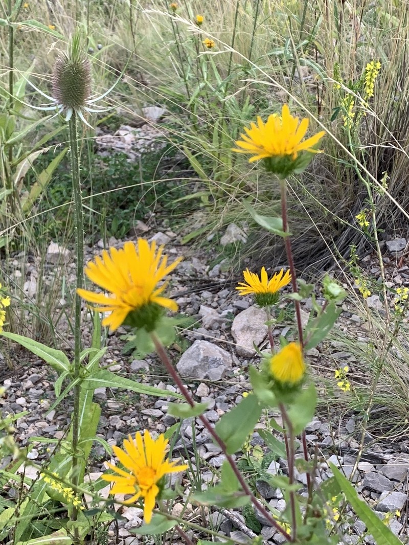 Rough Gumweed photo 8