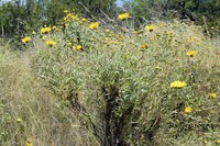 Grindelia scorzonerifolia