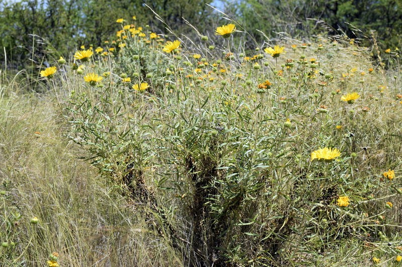 Grindelia scorzonerifolia
