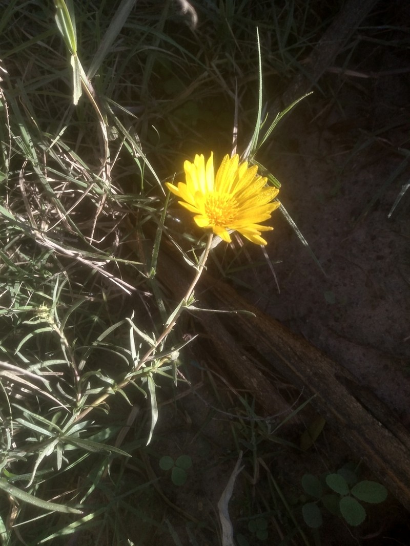 Grindelia scorzonerifolia photo 2