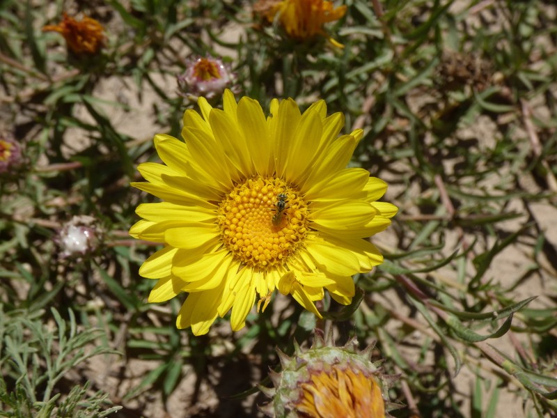 Grindelia scorzonerifolia photo 3