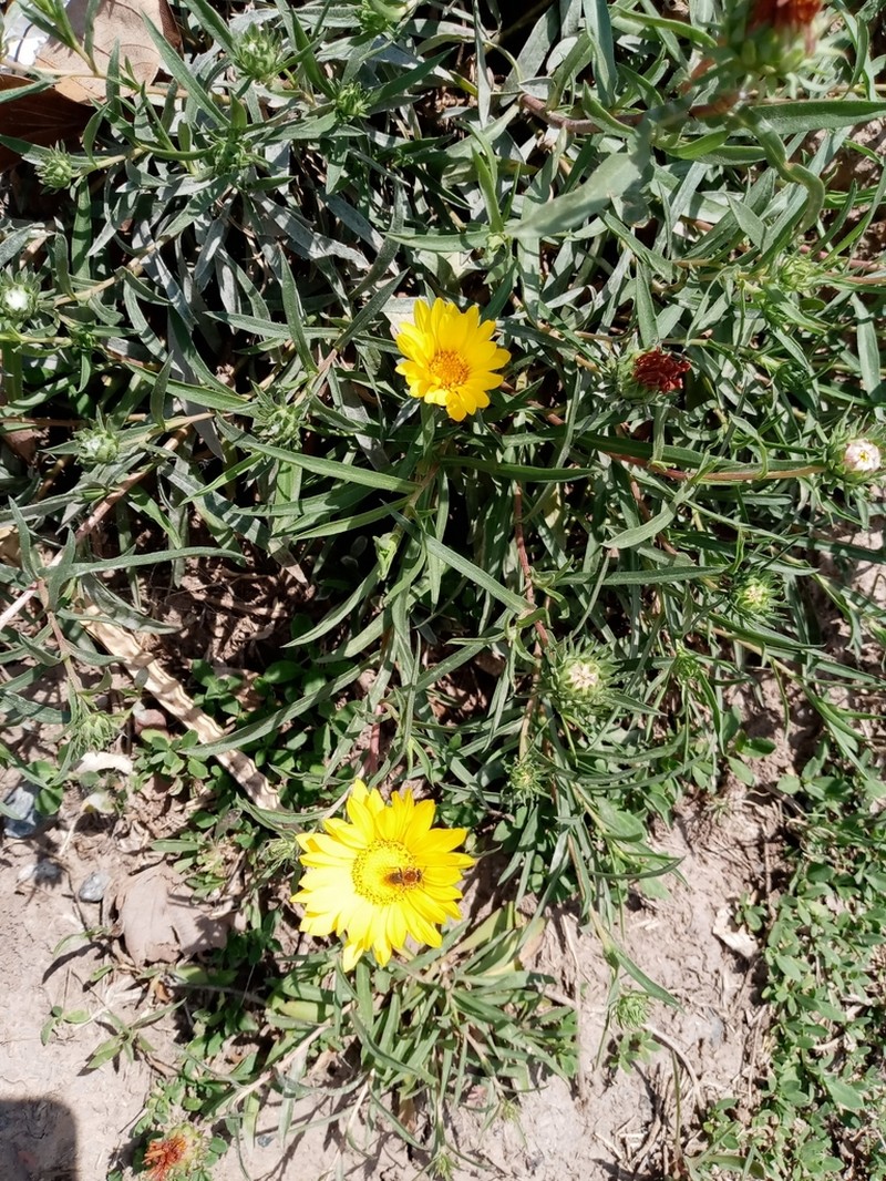 Grindelia scorzonerifolia photo 4