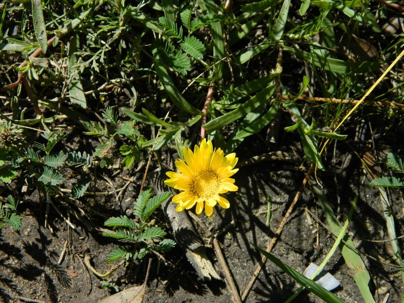 Grindelia scorzonerifolia photo 5