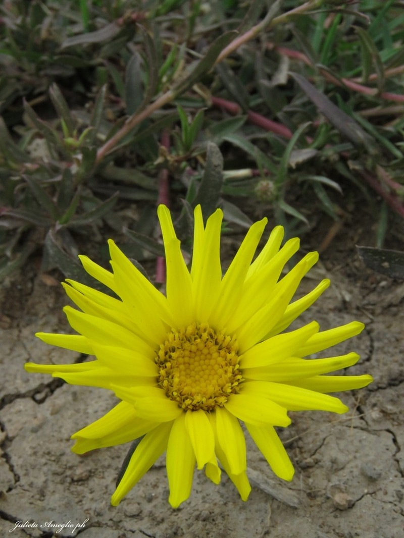 Grindelia scorzonerifolia photo 6