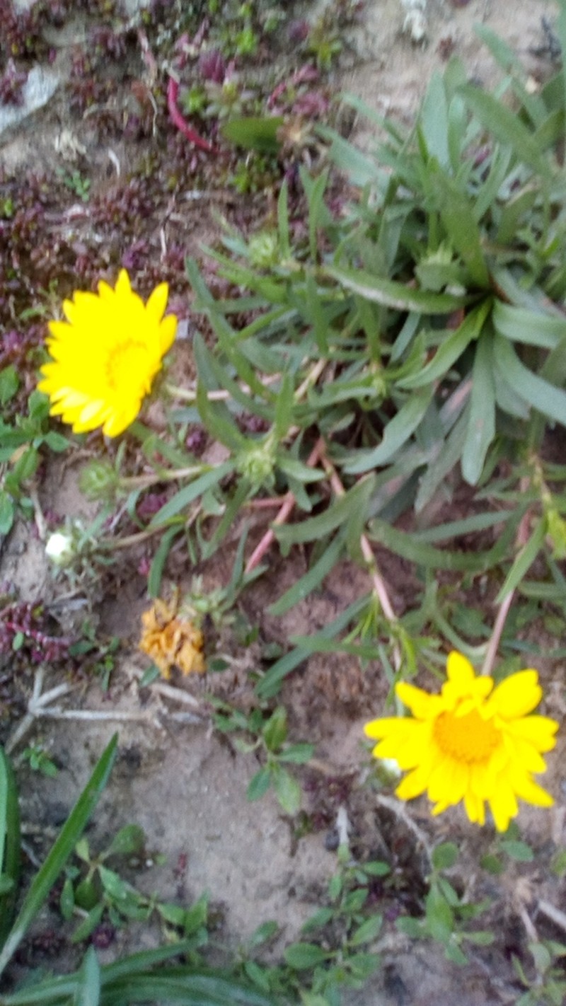Grindelia scorzonerifolia photo 7