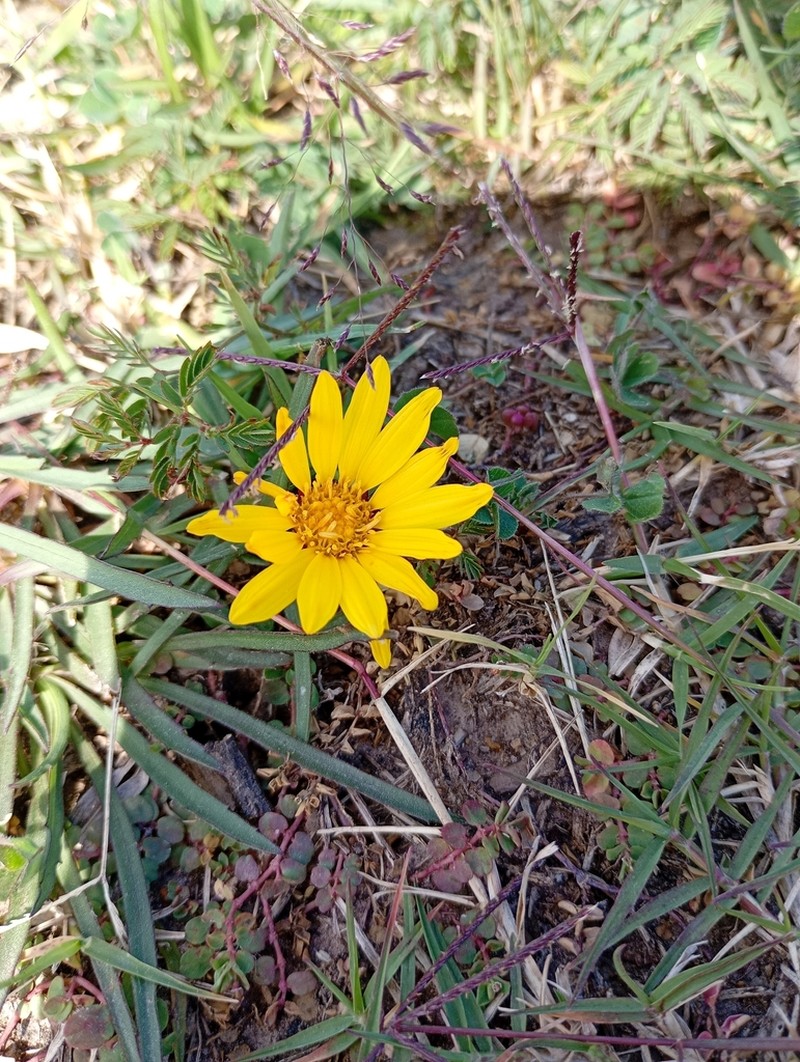 Grindelia scorzonerifolia photo 8