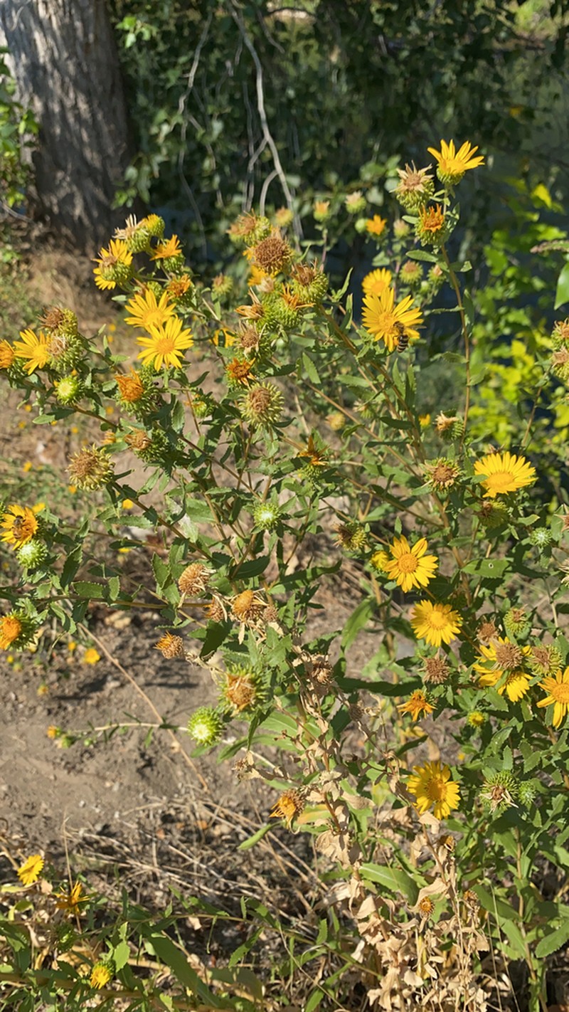 Curlycup Gumweed