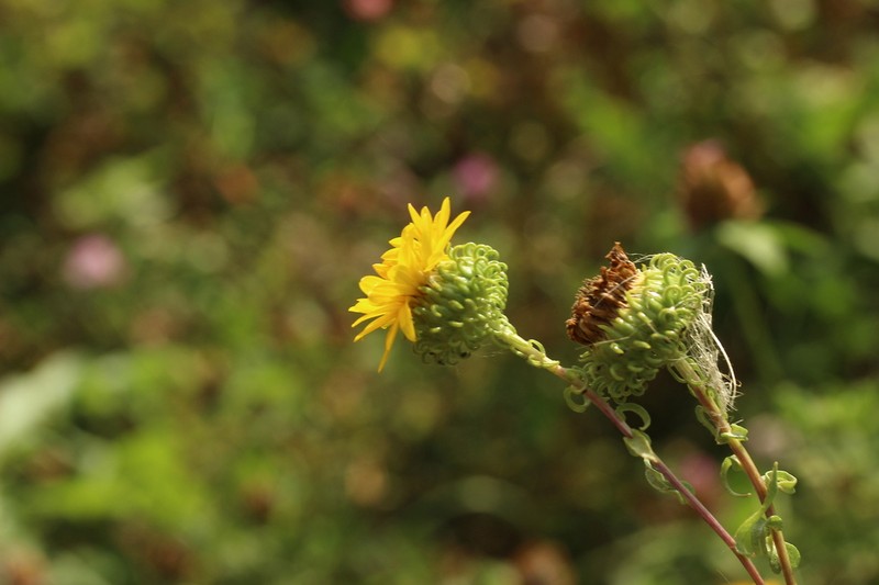 Curlycup Gumweed photo 2