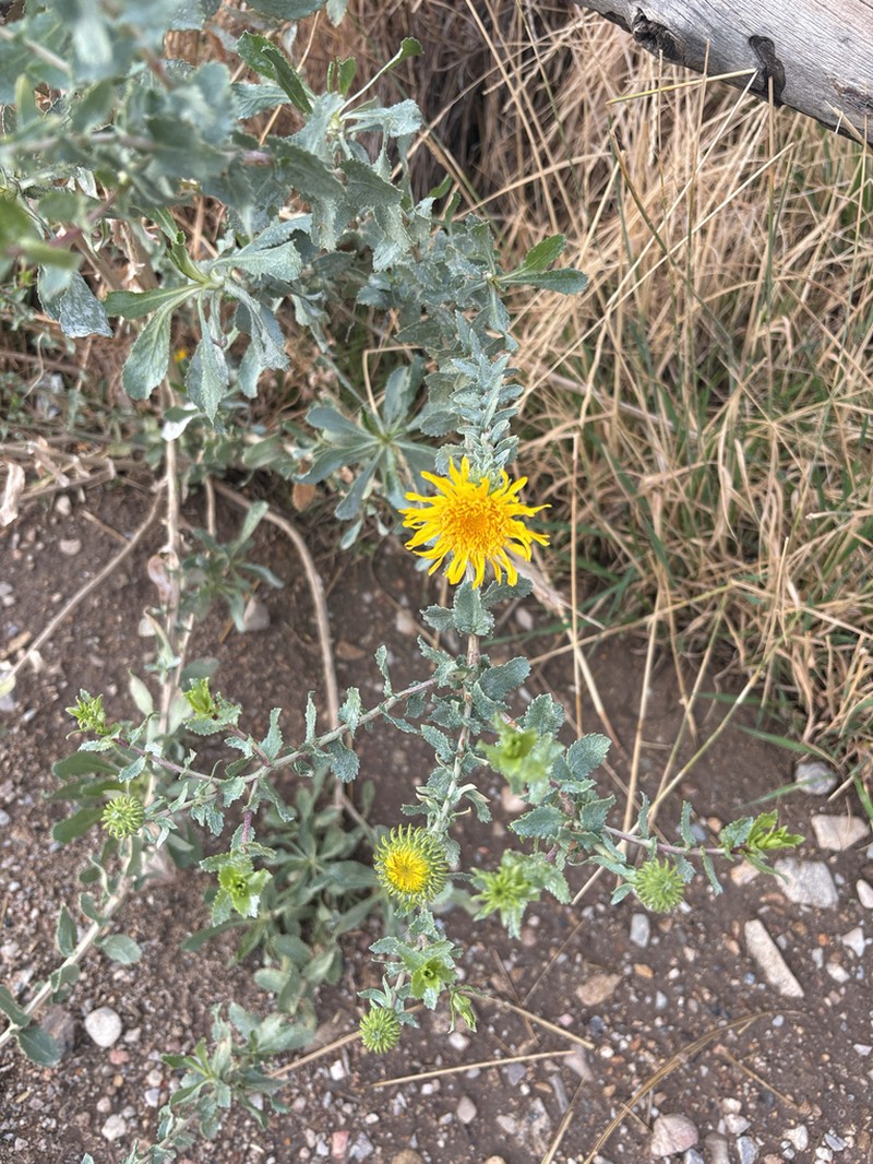 Curlycup Gumweed photo 3