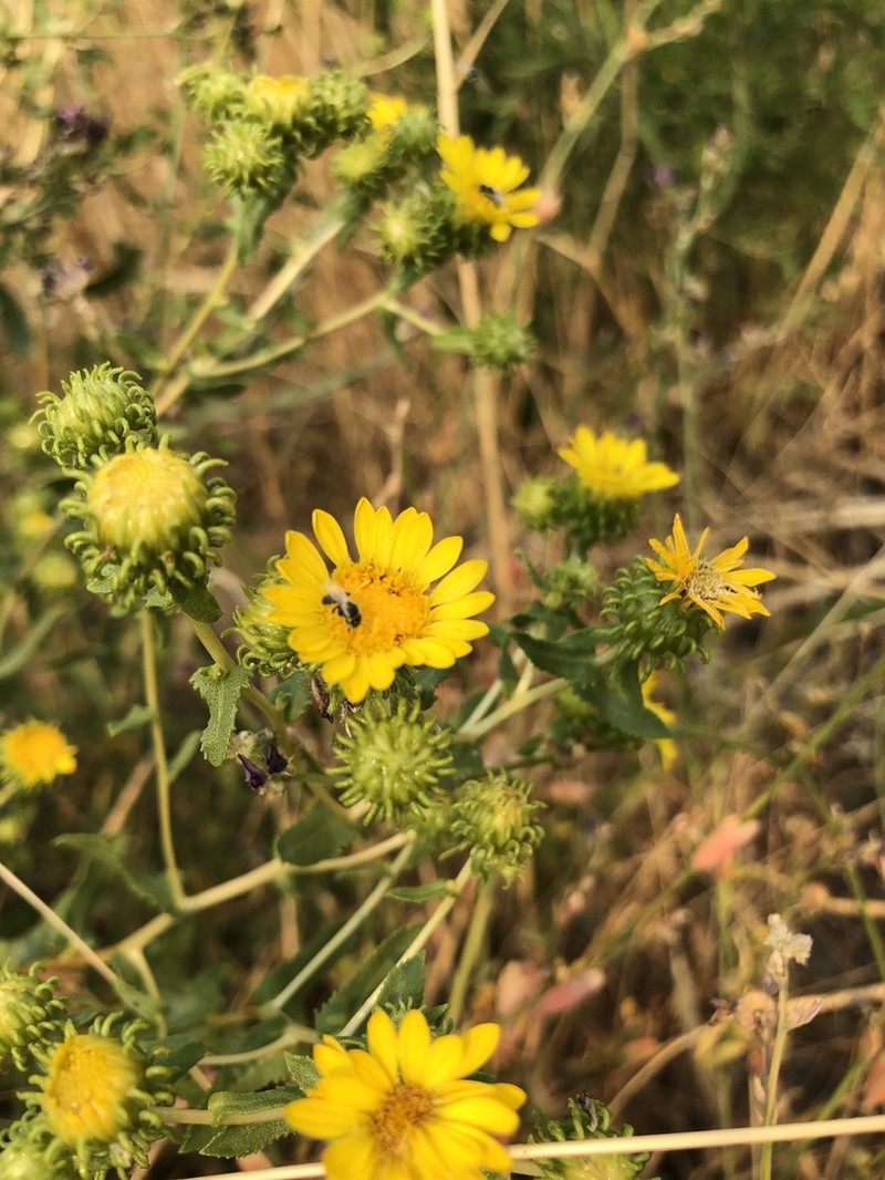 Curlycup Gumweed photo 4