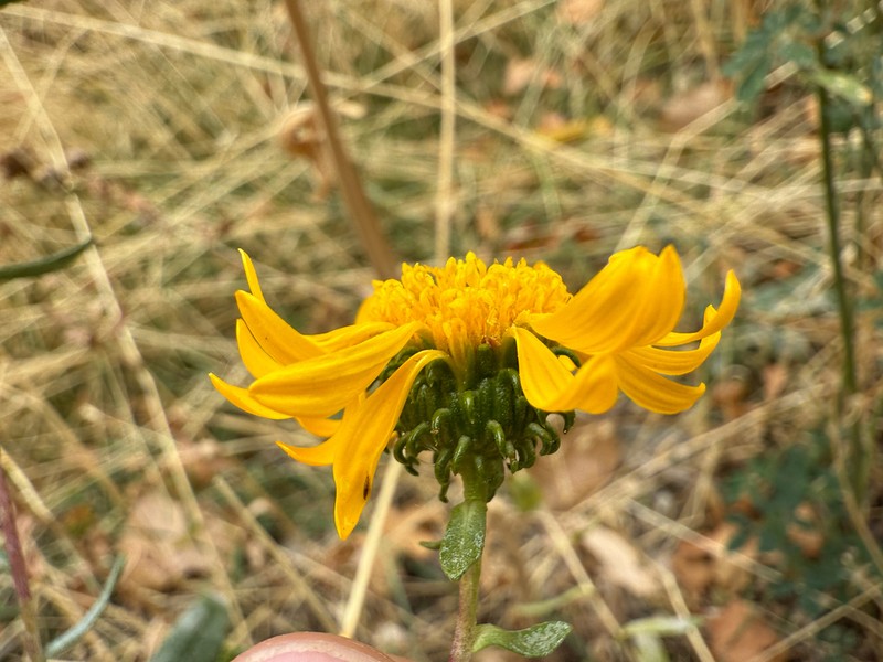 Curlycup Gumweed photo 5