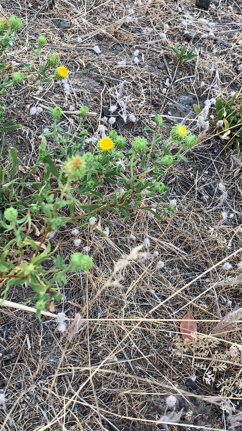 Curlycup Gumweed photo 6