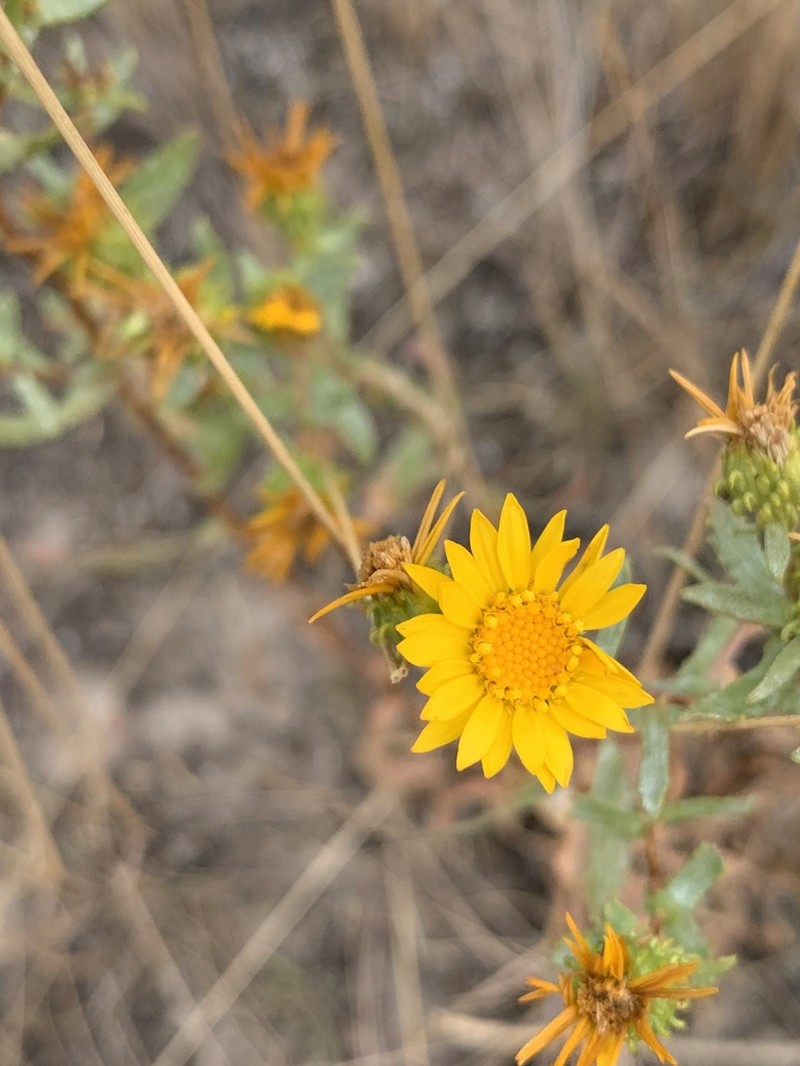 Curlycup Gumweed photo 7