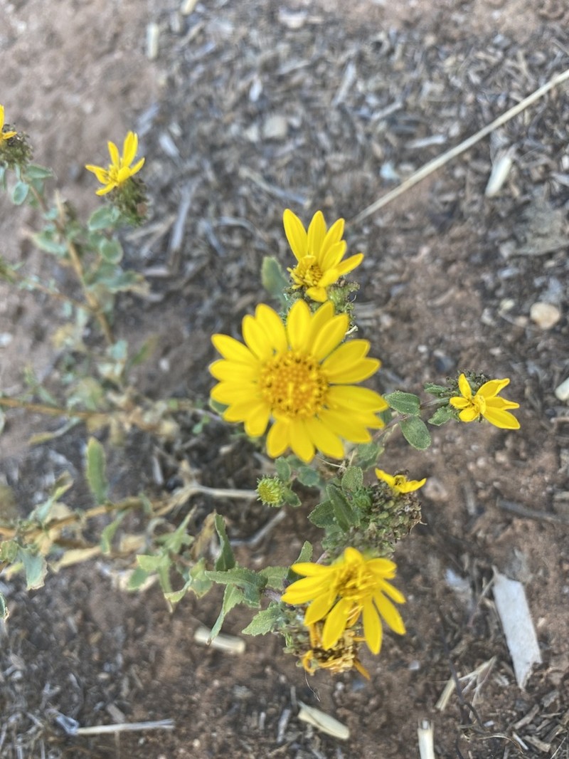 Curlycup Gumweed photo 8