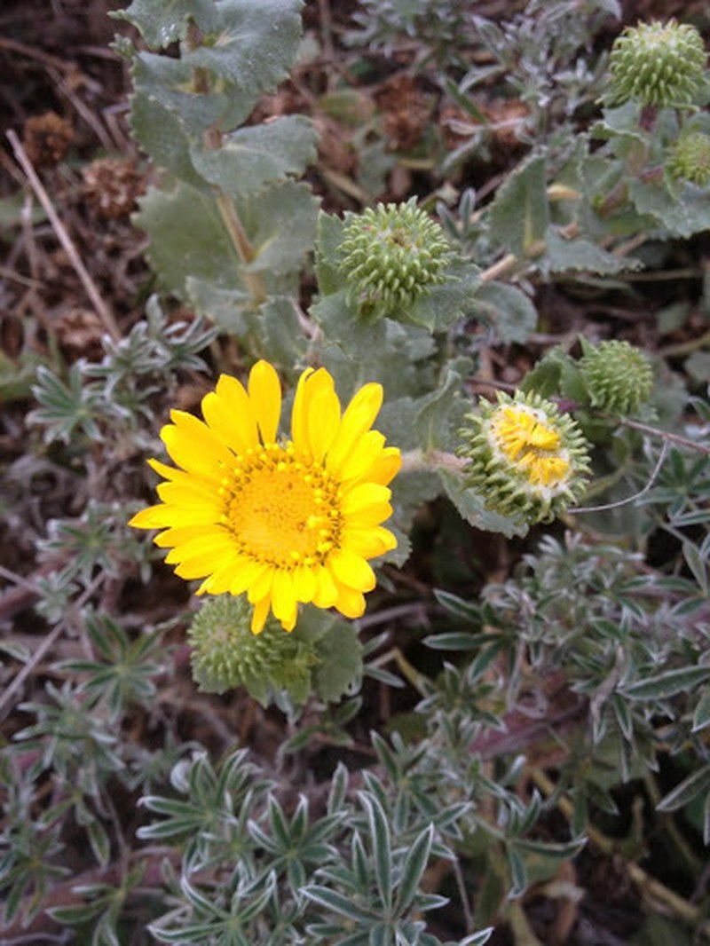 Oregon Gumweed