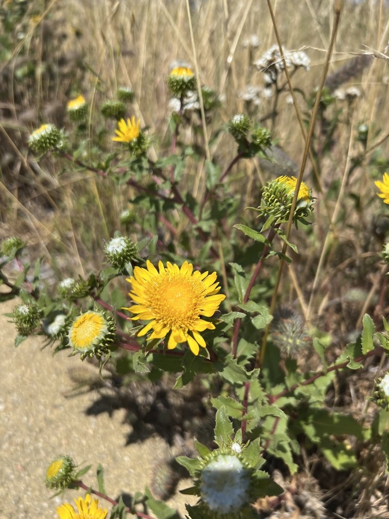 Oregon Gumweed photo 2
