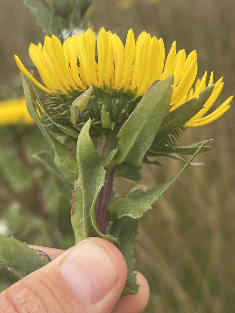 Oregon Gumweed photo 3