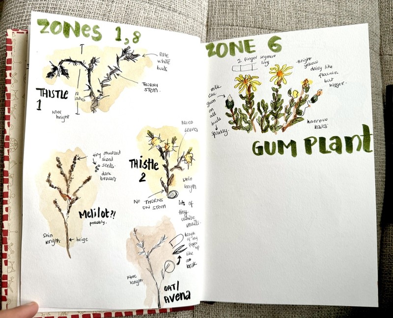 Oregon Gumweed photo 4