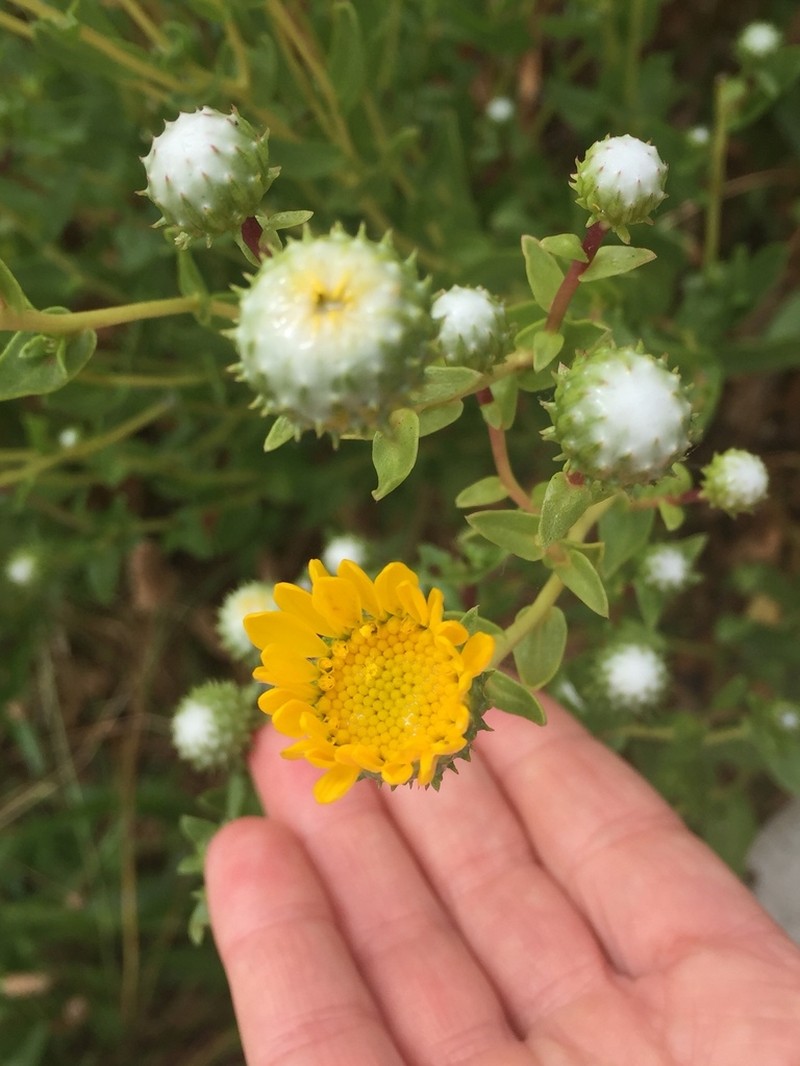 Oregon Gumweed photo 5