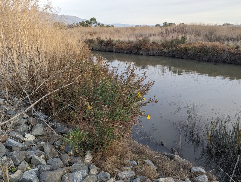 Oregon Gumweed photo 6