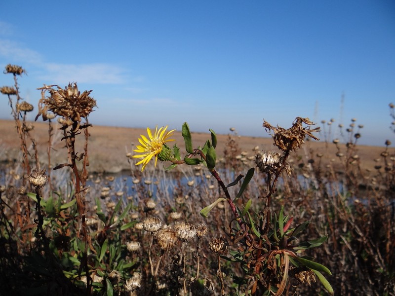 Oregon Gumweed photo 7