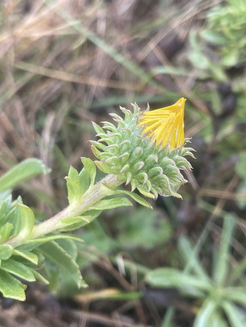 Oregon Gumweed photo 8