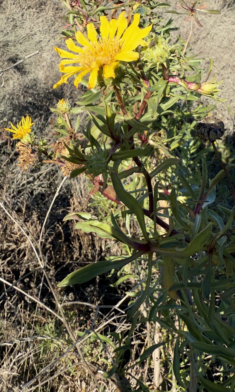Grindelia stricta var. angustifolia