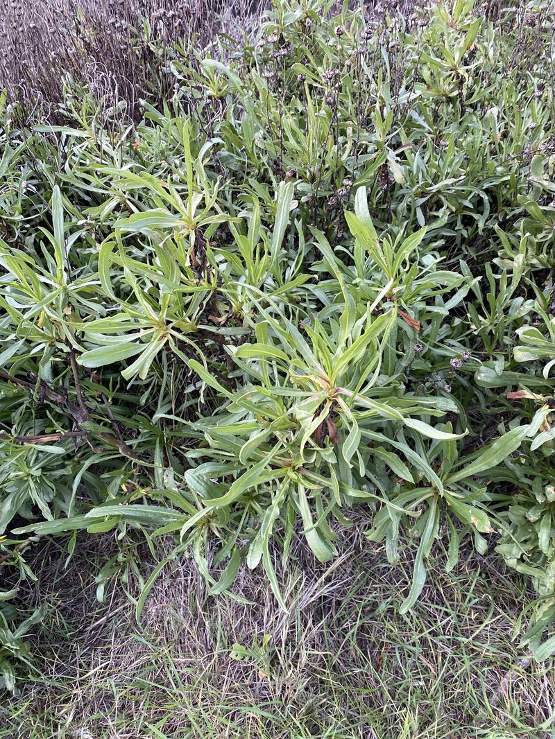 Grindelia stricta var. angustifolia photo 2