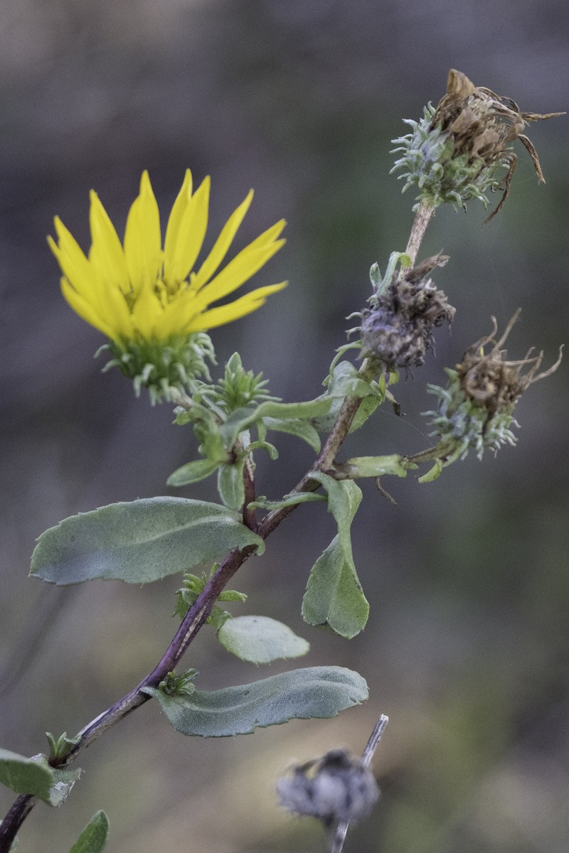 Grindelia stricta var. angustifolia photo 3