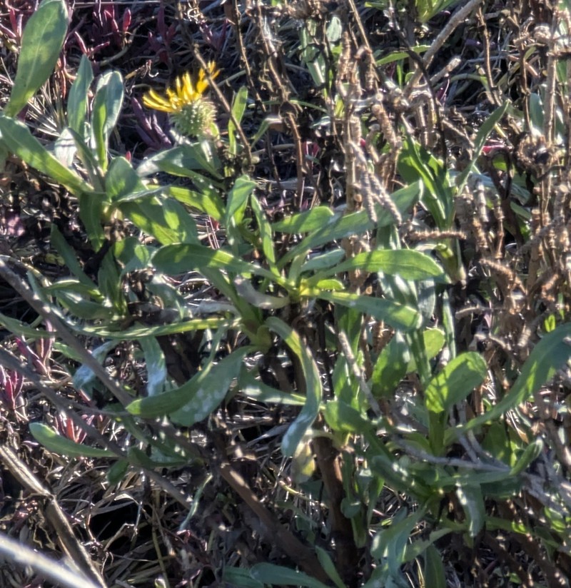 Grindelia stricta var. angustifolia photo 4