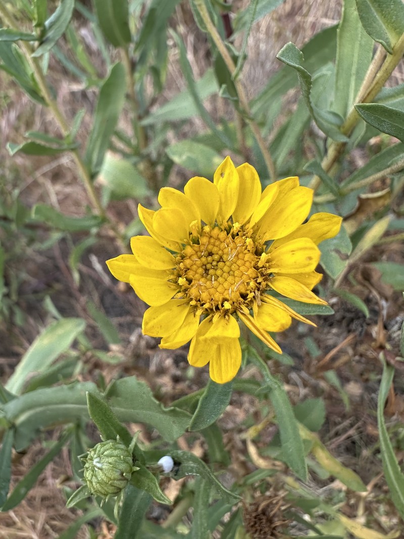 Grindelia stricta var. angustifolia photo 5