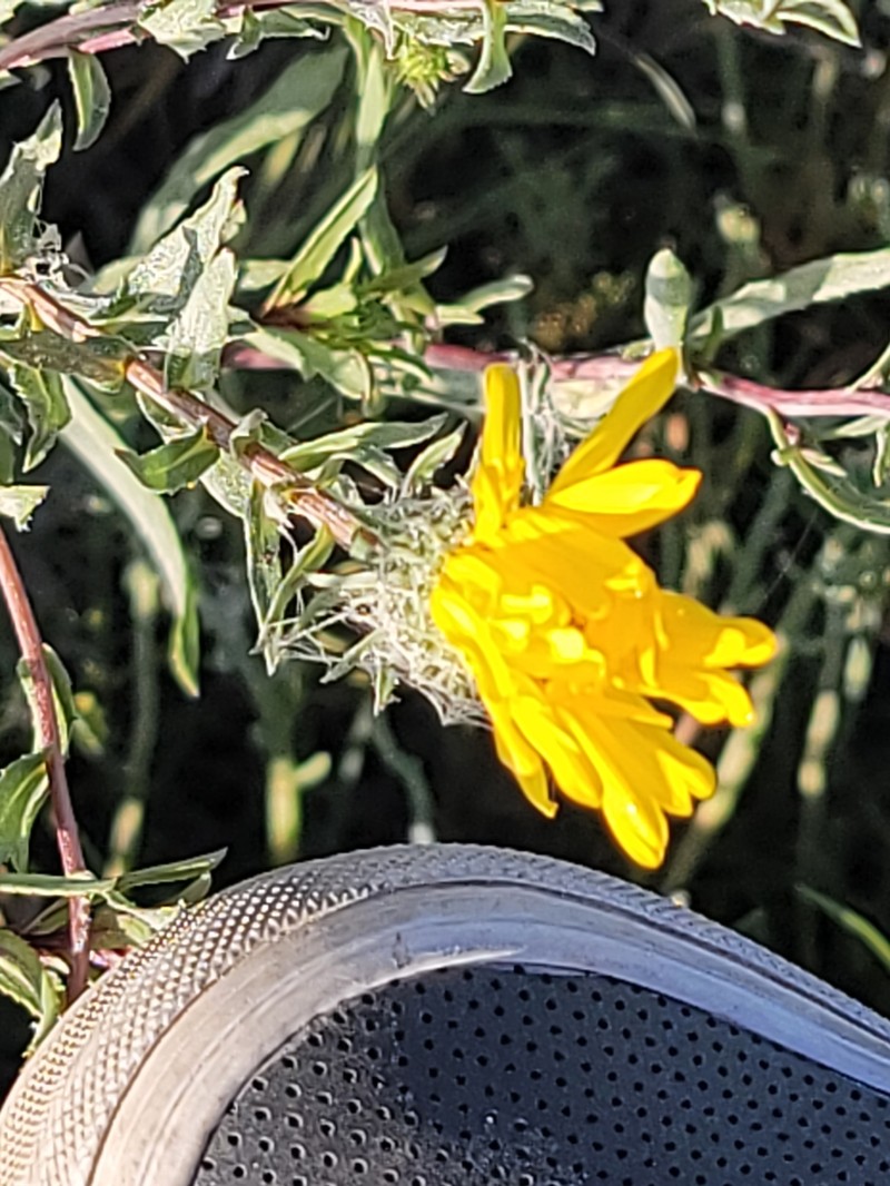 Grindelia stricta var. angustifolia photo 6