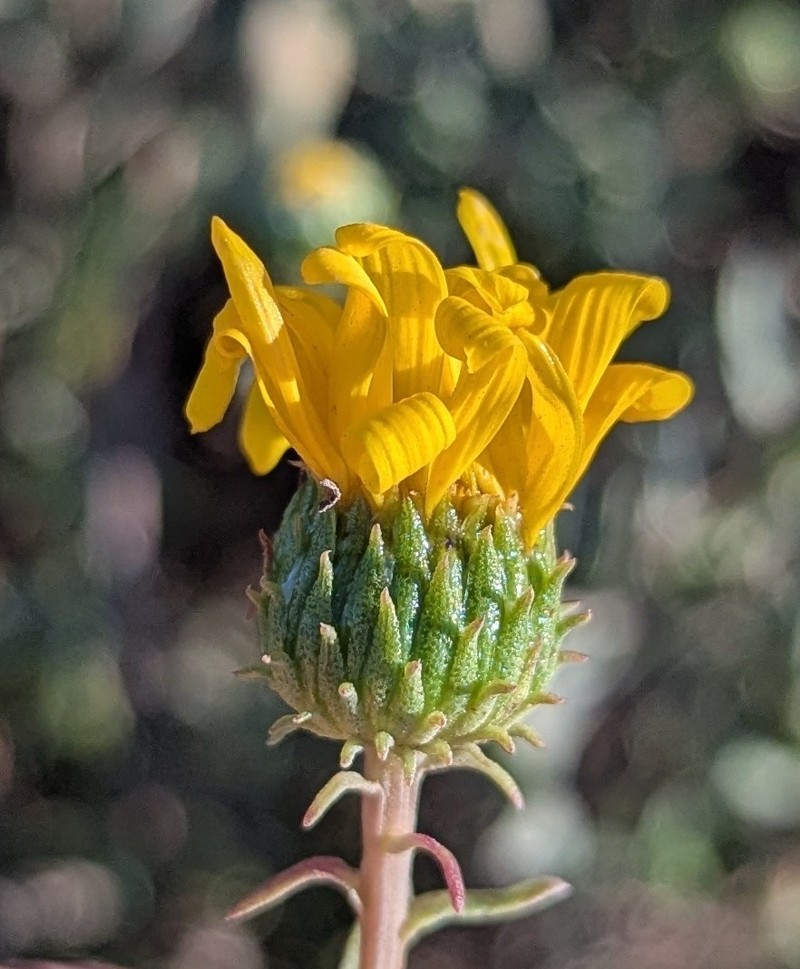 Grindelia stricta var. angustifolia photo 8