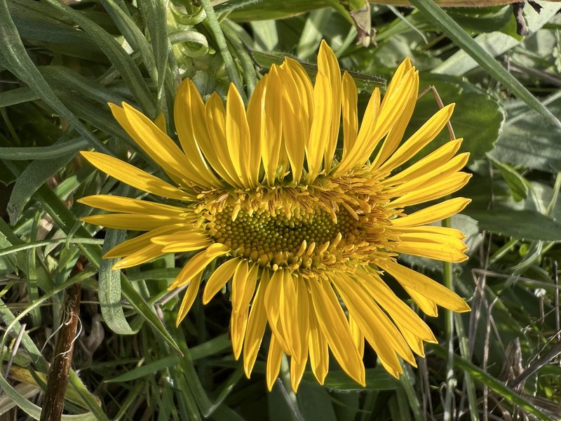 Grindelia stricta var. platyphylla