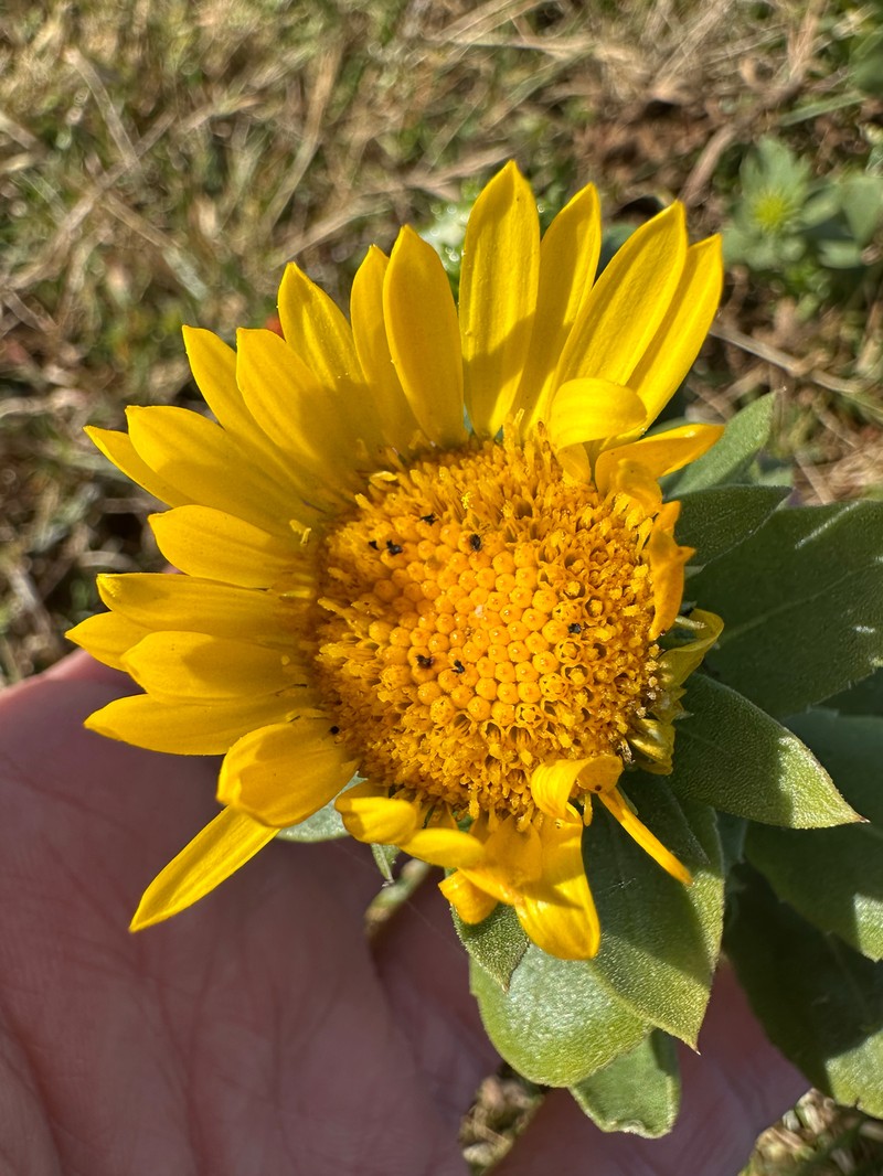 Grindelia stricta var. platyphylla photo 2