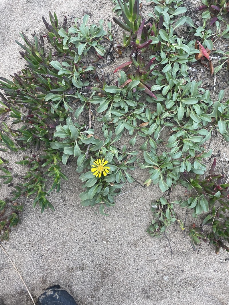Grindelia stricta var. platyphylla photo 3