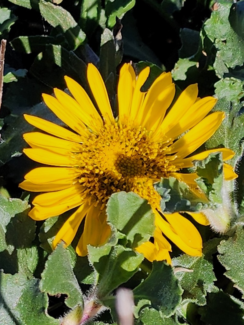 Grindelia stricta var. platyphylla photo 4