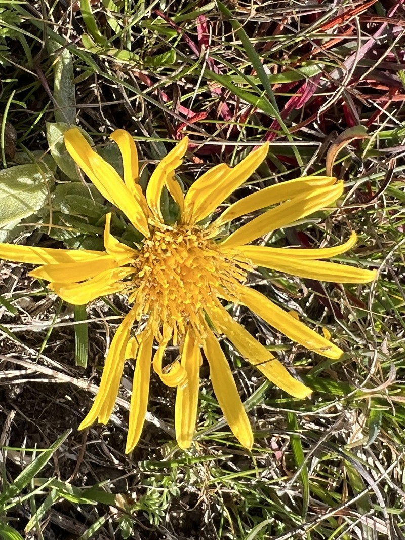 Grindelia stricta var. platyphylla photo 5